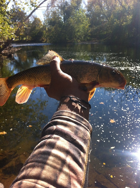 Carp at Three Bridges