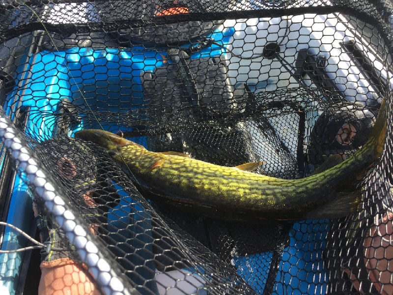 Ponkie Pickerel