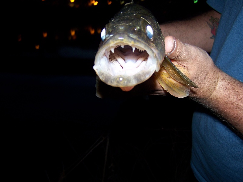 walleye teeth