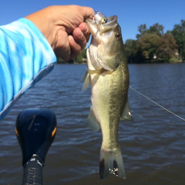 Crankbait Bass