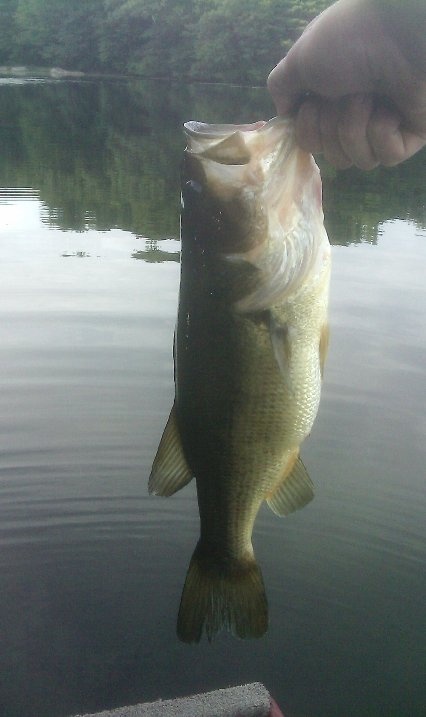 bass