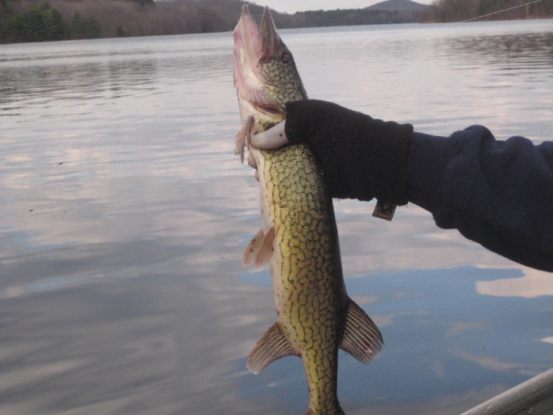 Pickerel